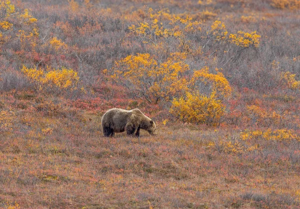 Urso Pardo Tundra Parque Nacional Denali Alasca Outono — Fotografia de Stock