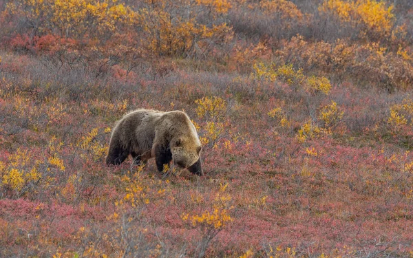 Oso Pardo Tundra Parque Nacional Denali Alaska Otoño —  Fotos de Stock