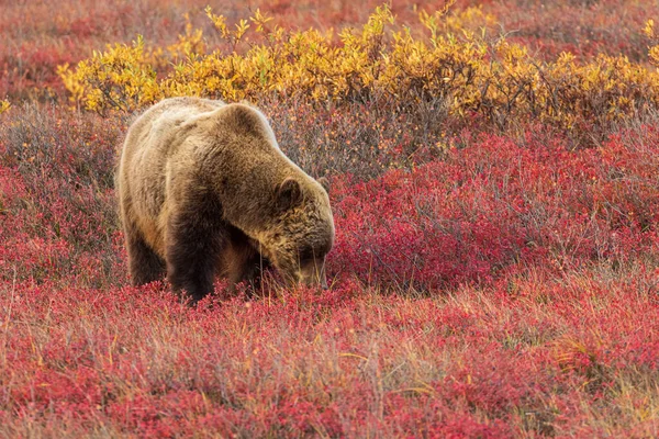 Oso Pardo Tundra Parque Nacional Denali Alaska Otoño —  Fotos de Stock