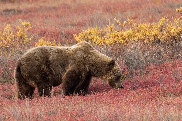 Grizzlybjörn Tundran Denali Nationalpark Alaska Hösten — Stockfoto