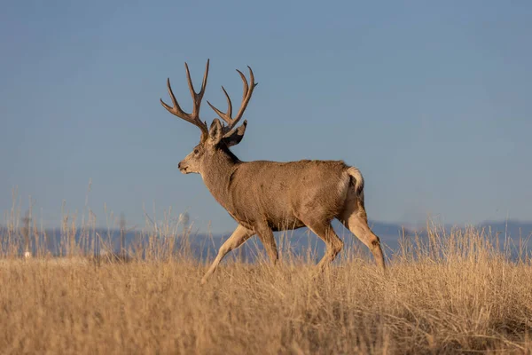 Gros Cerf Mulet Buck Automne Dans Colorado — Photo