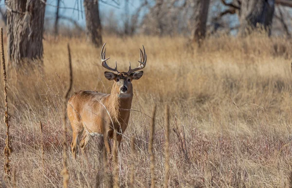 Een Witstaart Hertenbok Tijdens Herfstsleur Colorado — Stockfoto