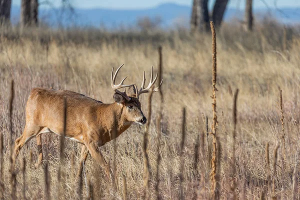 科罗拉多州秋天的白尾鹿 — 图库照片