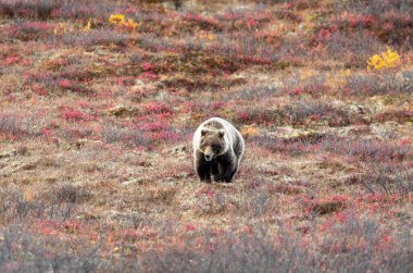 Sonbaharda bir boz ayı Denali Ulusal Parkı Alaska 'da