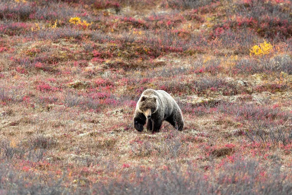 阿拉斯加德纳利国家公园秋天的一只灰熊 — 图库照片