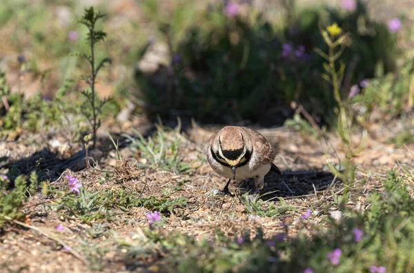 Une Alouette Cornes Recherche Nourriture Sol Printemps — Photo