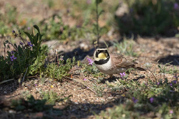 Horned Lark Looking Food Ground Spring — Stock Photo, Image