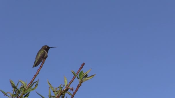 Hummingbird Perched Flowering Fruit Tree Spring Arizona — Stock Video
