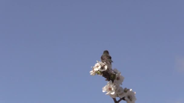 Colibri Perché Sur Arbre Fruitier Fleurs Printemps Arizona — Video