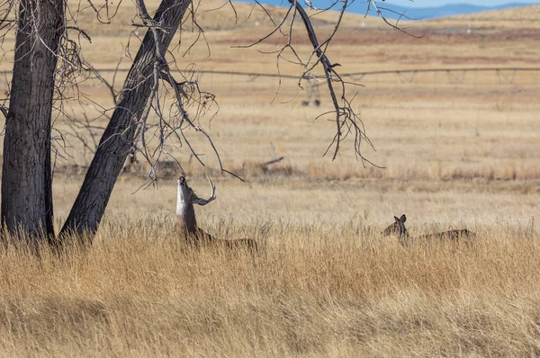 Cervos Whitetail Durante Rotina Colroado Outono — Fotografia de Stock