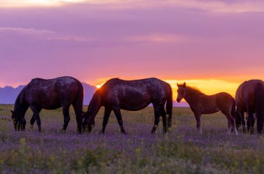 Baharda Utah çölünde gün batımında vahşi at