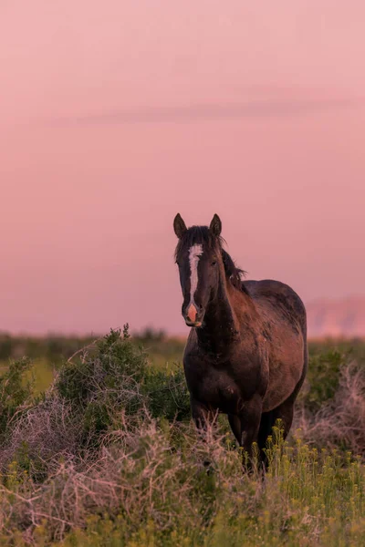 Wildpferd Bei Sonnenuntergang Der Wüste Von Utah Frühling — Stockfoto