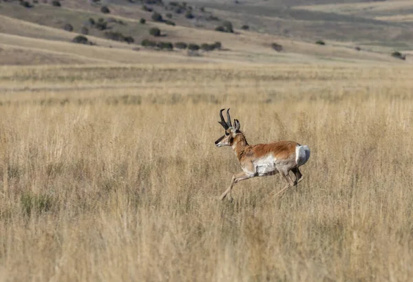 Bouc Antilope Pronghorn Dans Désert Utah — Photo