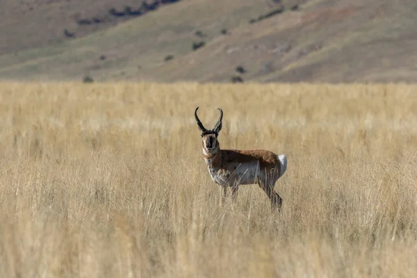 Bouc Antilope Pronghorn Dans Désert Utah — Photo