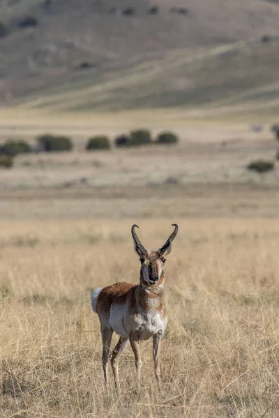 Pronghorn Antilopa Dolar Poušti Utah — Stock fotografie
