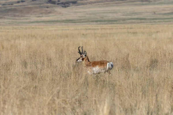 Buck Antílope Pronome Deserto Utah — Fotografia de Stock