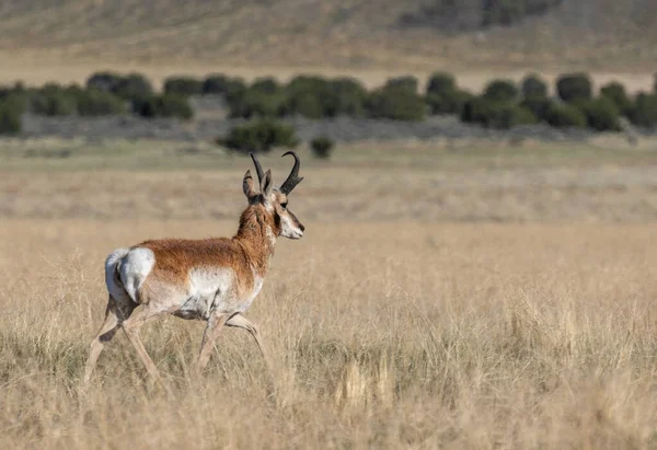 犹他州沙漠中的一只角羚羊 — 图库照片