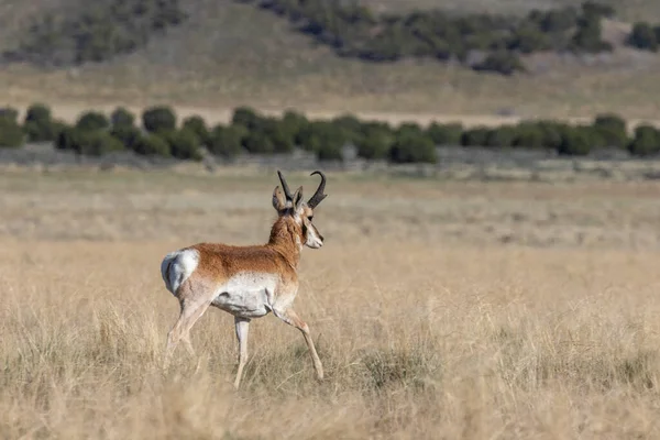 犹他州沙漠中的一只角羚羊 — 图库照片