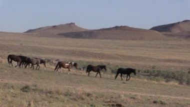 Baharda Utah çölünde vahşi bir at sürüsü.