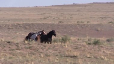 Baharda Utah çölünde vahşi bir at sürüsü.