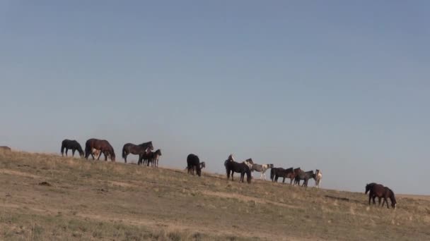 Uma Manada Cavalos Selvagens Primavera Deserto Utah — Vídeo de Stock