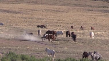 Baharda Utah çölünde vahşi at sürüsü
