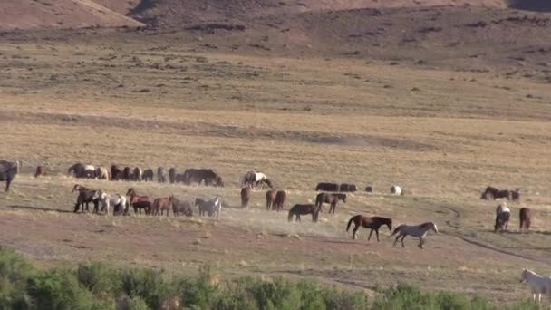 春にユタ砂漠で野生の馬の群れが — ストック動画