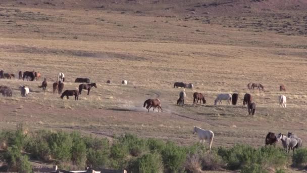 Herd Wild Horses Utah Desert Springtime — Stock Video