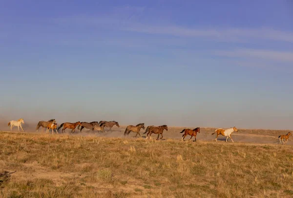 Стадо Диких Лошадей Бежит Пустыне Юты Весной — стоковое фото