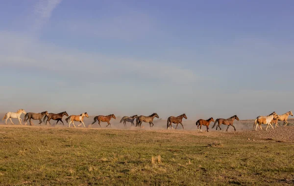 Herd Wild Horses Running Utah Desert Spring — Stock Photo, Image