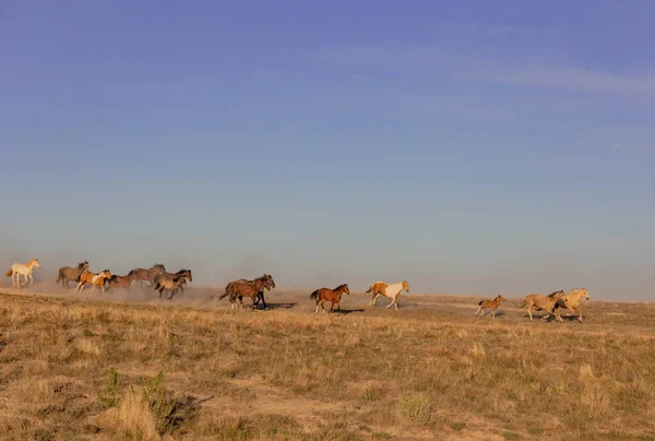 Eine Herde Wildpferde Die Frühling Durch Die Wüste Von Utah — Stockfoto