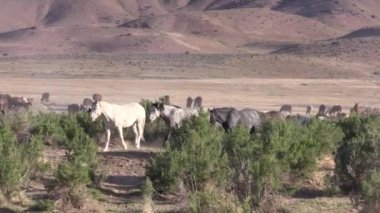Baharda Utah çölünde vahşi atlar
