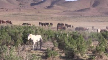 Utah çölünde ilkbaharda vahşi atlar