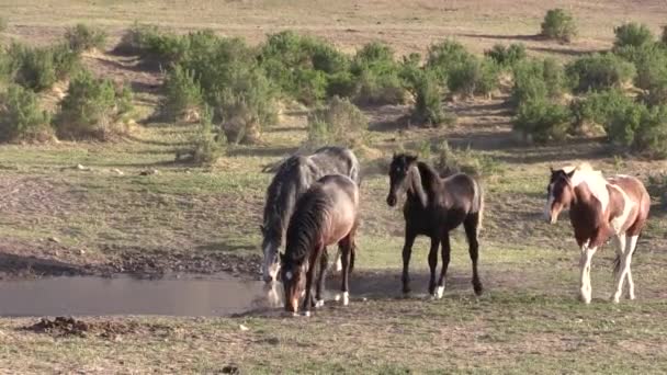 chevaux sauvages dans le désert de l'Utah au printemps