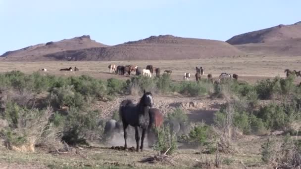 Wildpferde Frühling Der Wüste Von Utah — Stockvideo