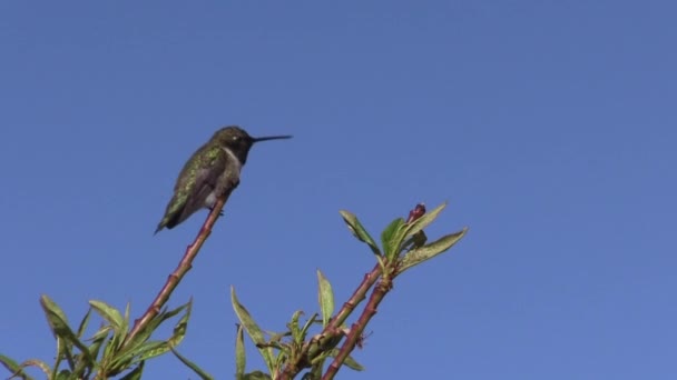 Colibrí Posado Una Rama Árbol Frutal Primavera — Vídeo de stock