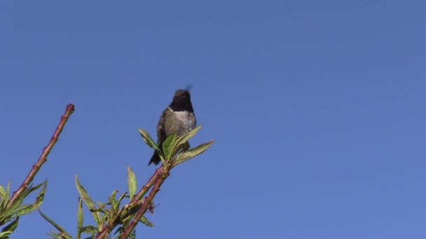 Hummingbird Perched Fruit Tree Branch Spring — Stock Video