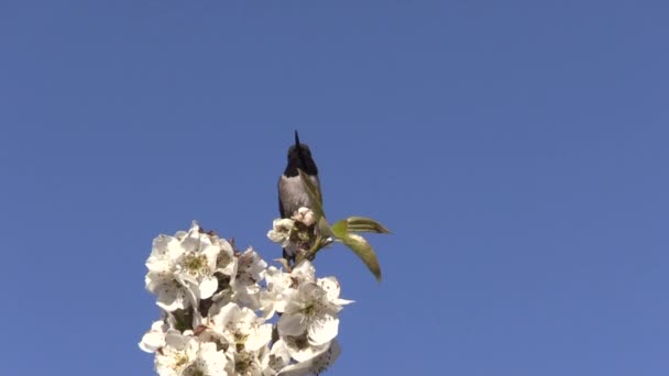 Ένα Κολιμπρί Σκαρφαλωμένο Κλαδί Οπωροφόρου Δένδρου Την Άνοιξη — Αρχείο Βίντεο