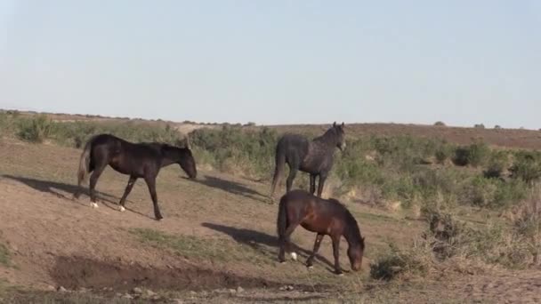 Cavalos Selvagens Deserto Utah Primavera — Vídeo de Stock