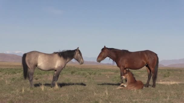 Chevaux Sauvages Dans Désert Utah Printemps — Video