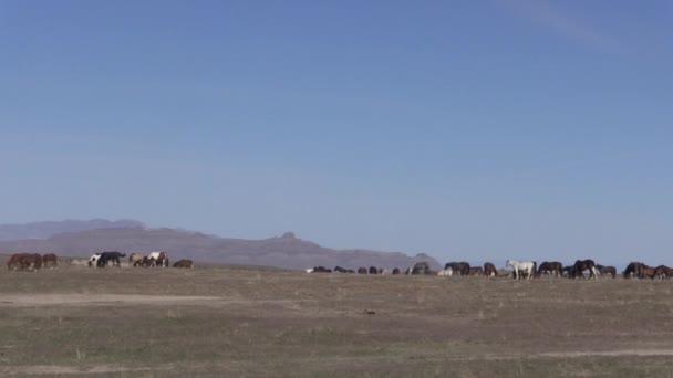 Wilde Paarden Utah Woestijn Het Voorjaar — Stockvideo