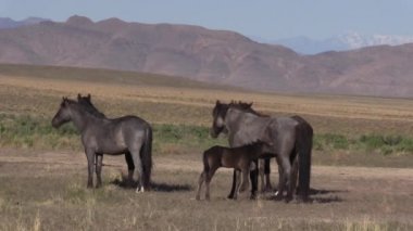 Baharda Utah çölünde vahşi atlar