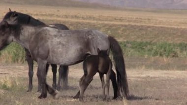 Baharda Utah çölünde vahşi atlar