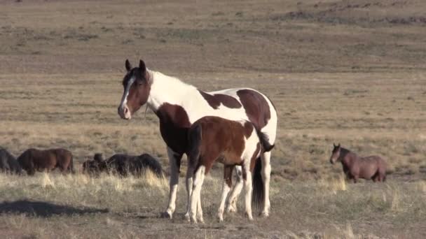 Chevaux Sauvages Dans Désert Utah Printemps — Video