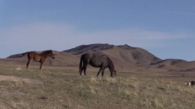 Utah çölünde ilkbaharda vahşi atlar
