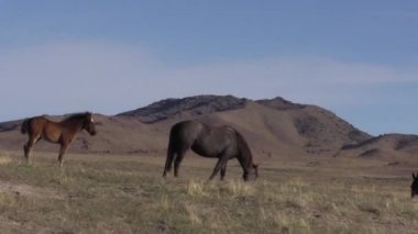 Utah çölünde ilkbaharda vahşi atlar