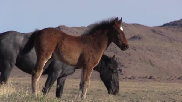 Chevaux Sauvages Printemps Dans Désert Utah — Video