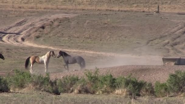 Wilde Paarden Het Voorjaar Utah Woestijn — Stockvideo