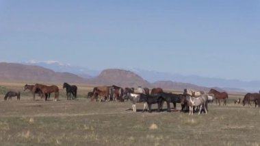 Utah çölünde ilkbaharda vahşi atlar
