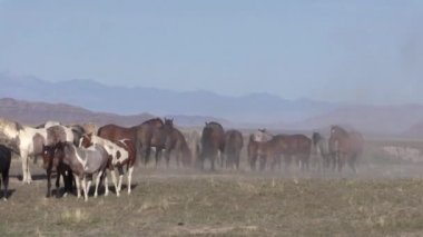 Baharda Utah çölünde vahşi at sürüsü.